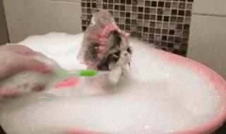 小猫多大可以洗澡 猫多大可以洗澡